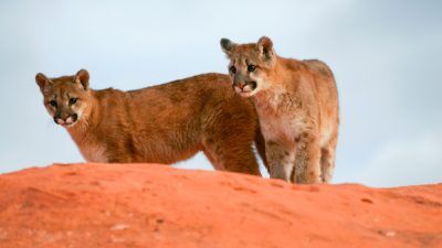 Life in cougar country: How Southern Utahns can coexist with a top predator